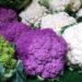 different varieties of cauliflower on a market