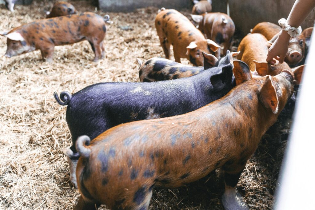 _Pork Myths - sustainable pork farm