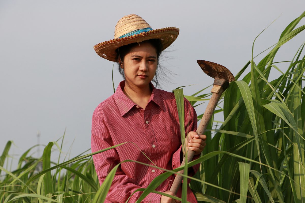 A Filipino farmer proudly displaying freshly harvested ube purple yam roots in a sunlit field in the Philippines