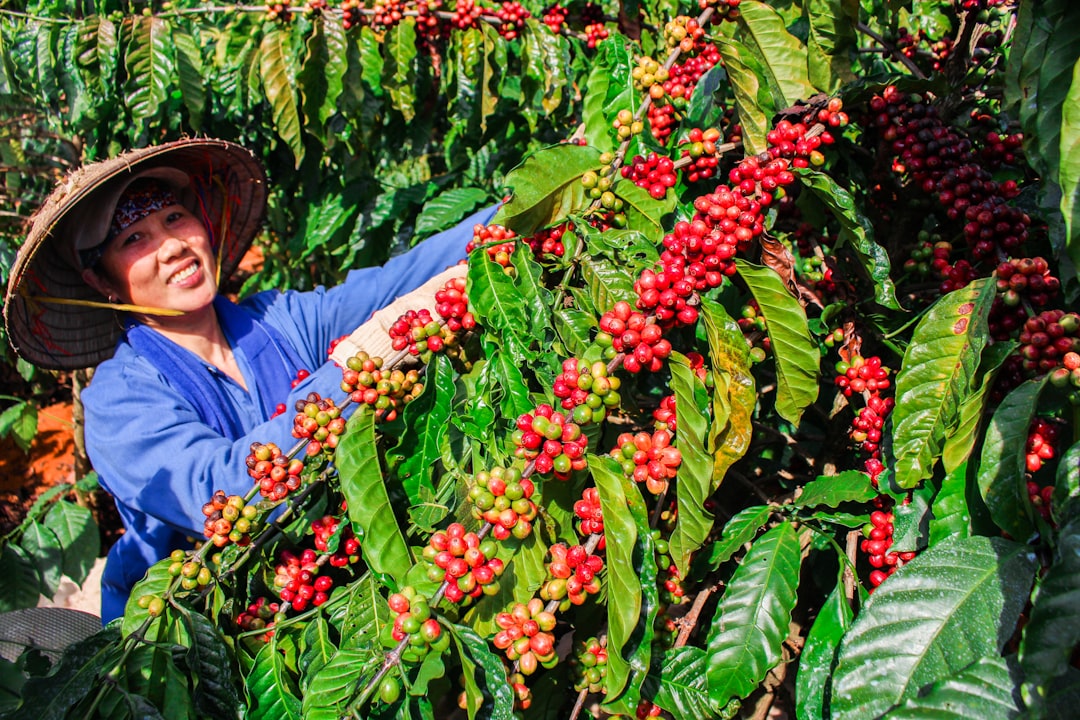 Ein Kaffeebauer pflückt von Hand reife rote Kirschen auf einer Single-Origin-Kaffeefarm in großer Höhe