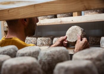 A skilled cheesemaker inspects an aged wheel in a cave cellar, representing the depth of artisan cheese craft