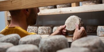 A skilled cheesemaker inspects an aged wheel in a cave cellar, representing the depth of artisan cheese craft