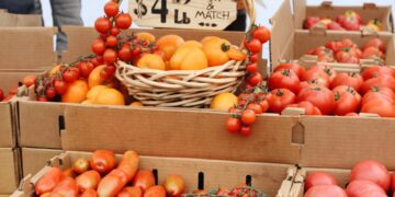 chef-selecting-ripe-tomatoes-market-unsplash - GUSTOwebzine Un chef selecciona cuidadosamente ingredientes de platos de tomate maduro en un mercado mediterráneo de verano