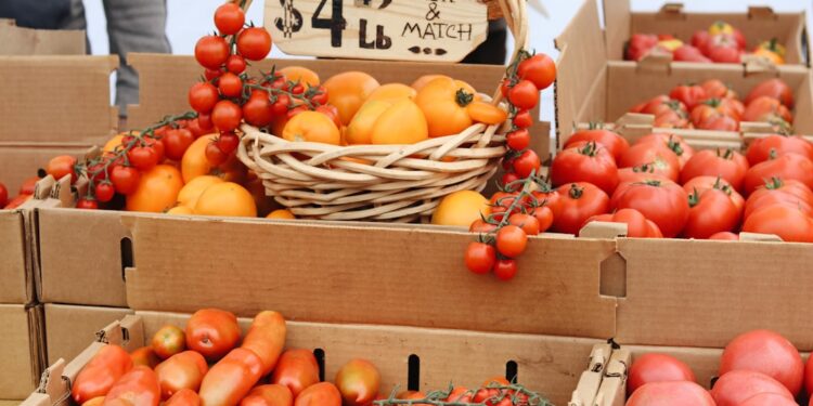 chef-selecting-ripe-tomatoes-market-unsplash - GUSTOwebzine Un chef selecciona cuidadosamente ingredientes de platos de tomate maduro en un mercado mediterráneo de verano