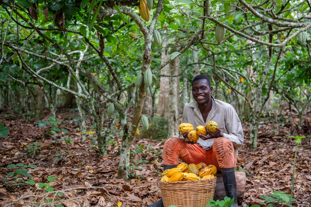 A cocoa farmer harvesting ripe pods on a sustainable farm, representing the human foundation of ethical cocoa