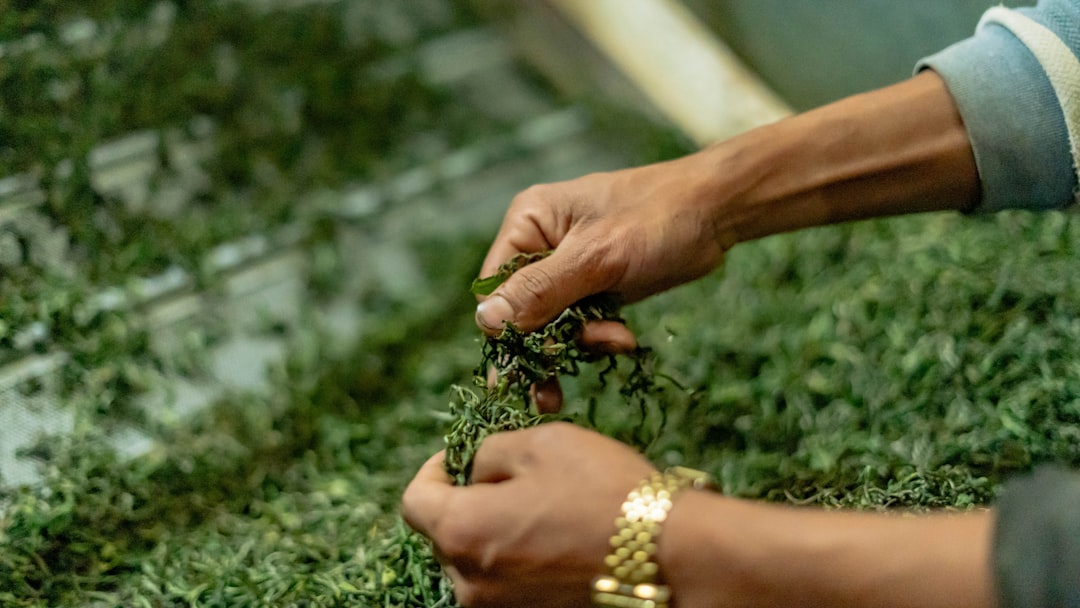 Close-up of a person's hands arranging loose tea leaves beside a jar of cold brew tea ready for steeping