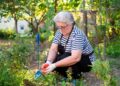 A woman harvesting fresh herbs from a sunny summer garden, cutting stems with small scissors
