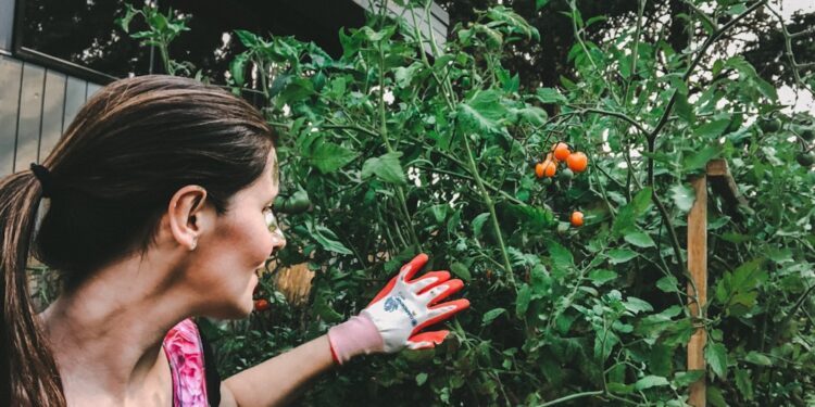 A woman harvesting ripe tomatoes in a sunlit Mediterranean cooking garden in late August