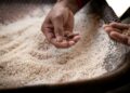 A professional chef carefully inoculating steamed rice to begin the koji fermentation process in a restaurant kitchen