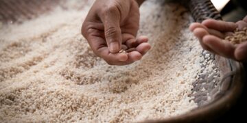 A professional chef carefully inoculating steamed rice to begin the koji fermentation process in a restaurant kitchen