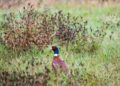 Male pheasant with iridescent head and red face standing in a grassy field.