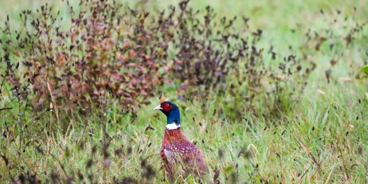 Male pheasant with iridescent head and red face standing in a grassy field.