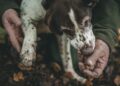 Truffle season in Piedmont a buyers guide - GUSTOwebzine Person in a green jacket holds a muddy dog's paw while the dog chews a treat outdoors on fallen autumn leaves.