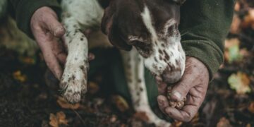 Truffle season in Piedmont a buyers guide - GUSTOwebzine Person in a green jacket holds a muddy dog's paw while the dog chews a treat outdoors on fallen autumn leaves.