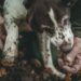 Person in a green jacket holds a muddy dog's paw while the dog chews a treat outdoors on fallen autumn leaves.