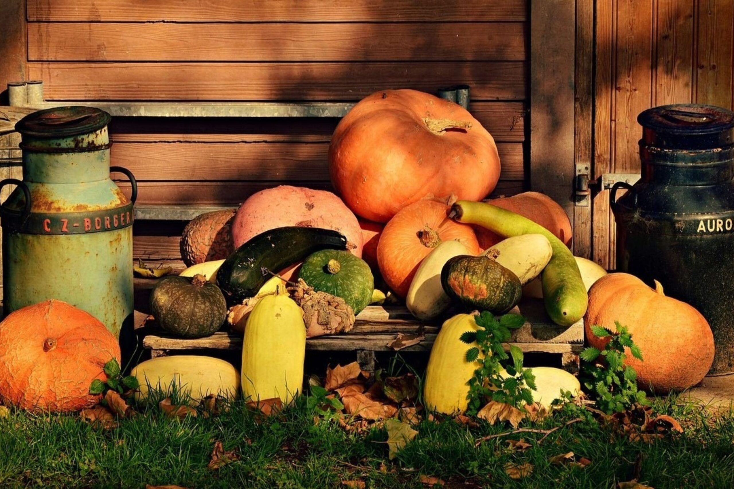 Pumpkins types, facts and 3 unique recipes