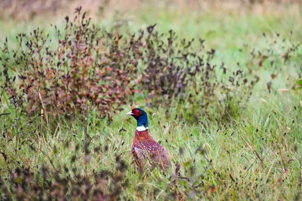 Male pheasant with iridescent head and red face standing in a grassy field.