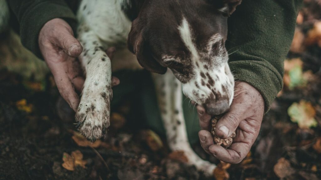 Person in a green jacket holds a muddy dog's paw while the dog chews a treat outdoors on fallen autumn leaves.